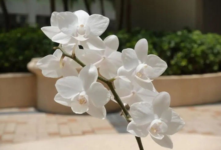 蘭花發霉原因