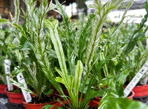 龜背芋照顧