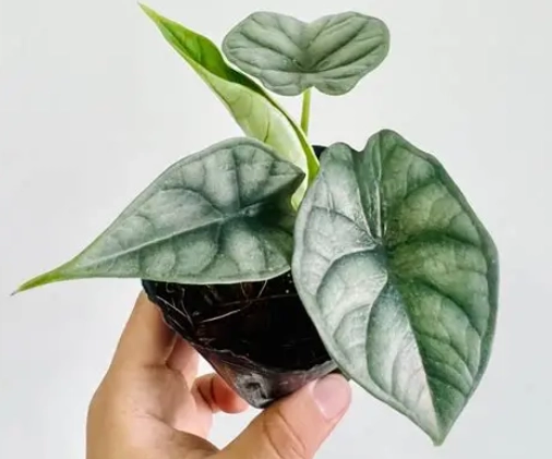 黑龍觀音蓮養護