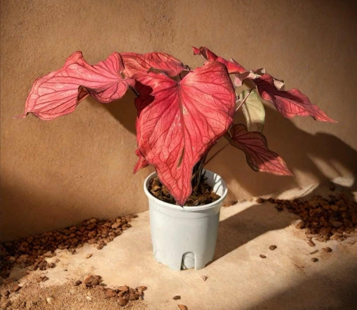 沙漠落日彩葉芋 種植 沙漠落日彩葉芋 種植