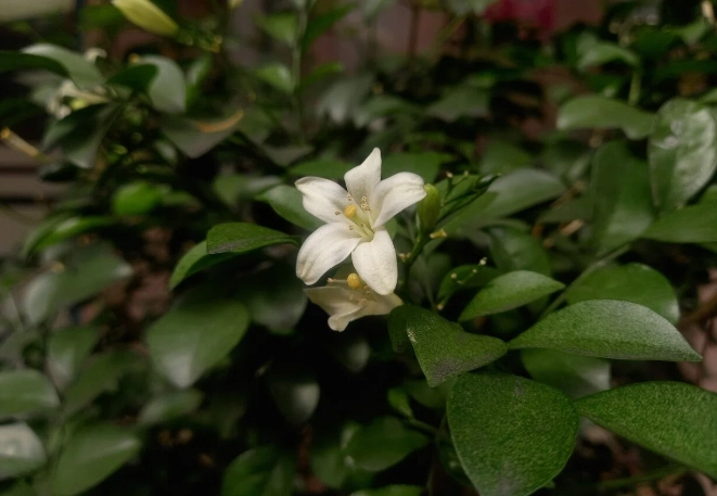 七里香功效 七里香功效
