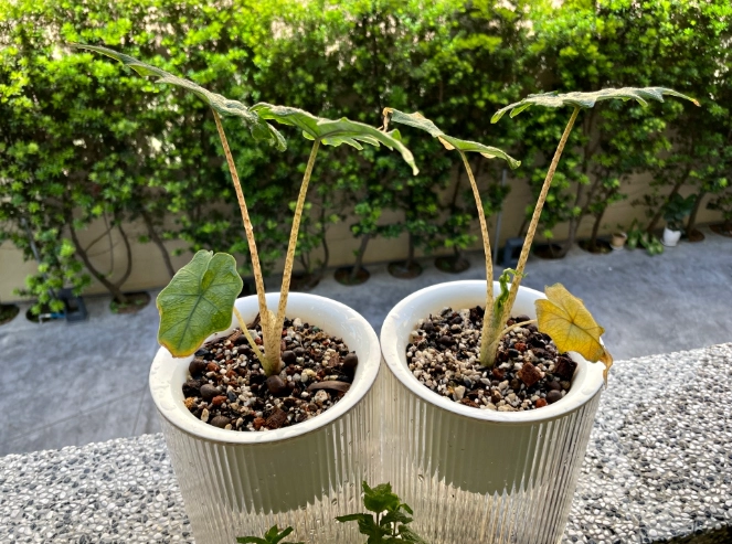 傑克林垂頭症狀 傑克林垂頭症狀