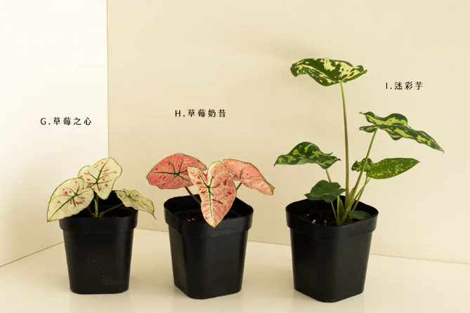 彩葉芋養護