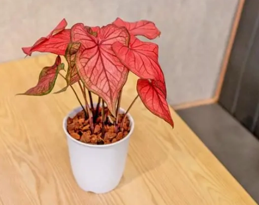 沙漠落日彩葉芋 種植 沙漠落日彩葉芋 種植