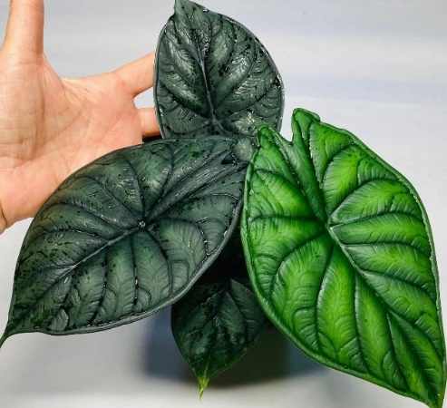 室內植物種植