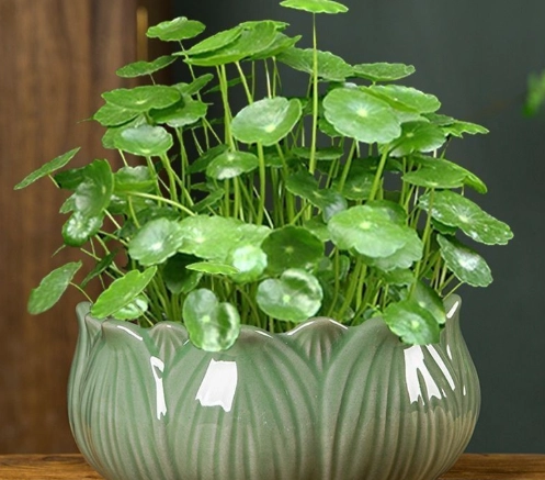 碗蓮種植步驟