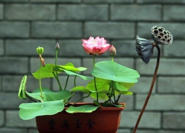 碗蓮水深管理 碗蓮水深管理