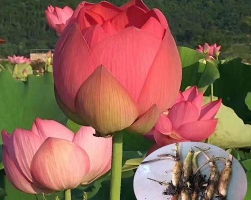 碗蓮種植步驟