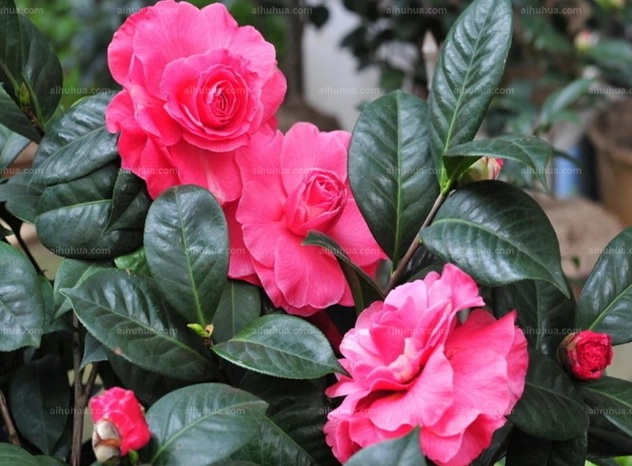 茶花开花时间 茶花开花时间