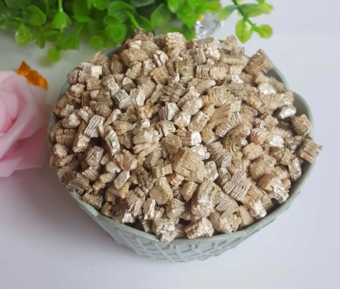 蛭石種蘭花 蛭石種蘭花