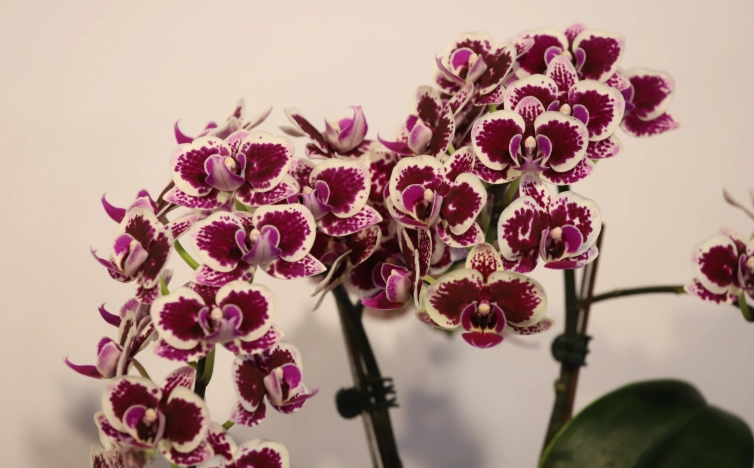 蘭花上板種植 蘭花上板種植
