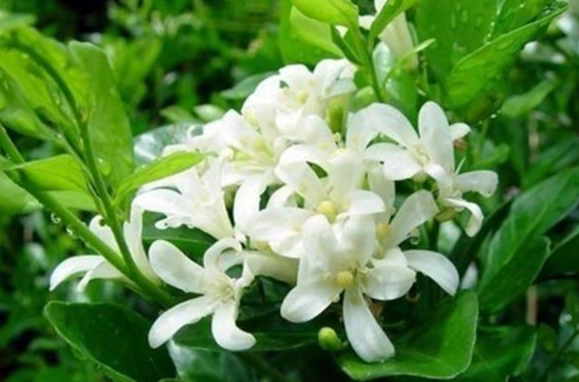 七里香種植 七里香種植