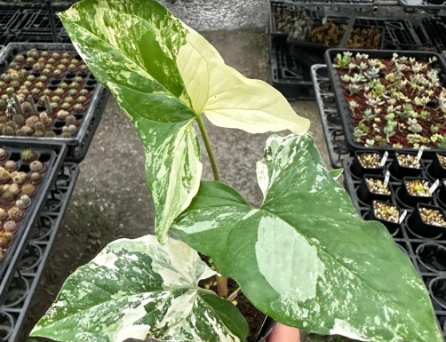 室內植物種植