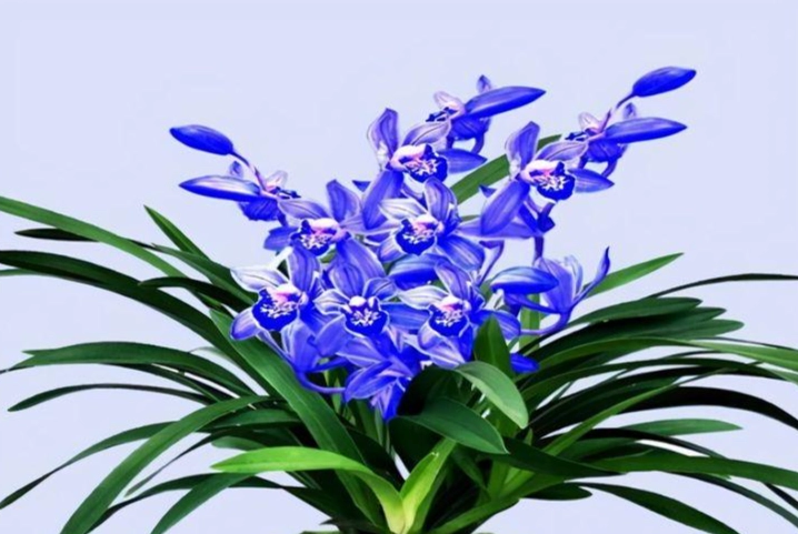 蘭花pH值 蘭花pH值