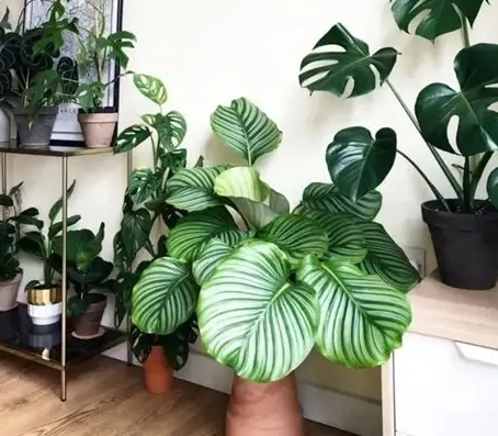 觀葉植物品種