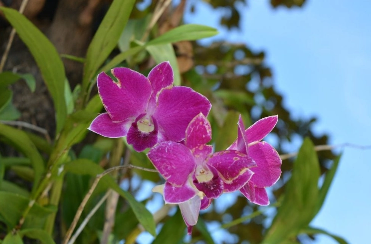 蘭花發霉原因