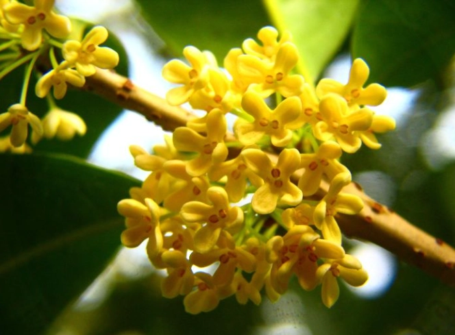 桂花開花時間