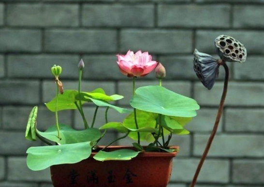 微型碗蓮種植 微型碗蓮種植