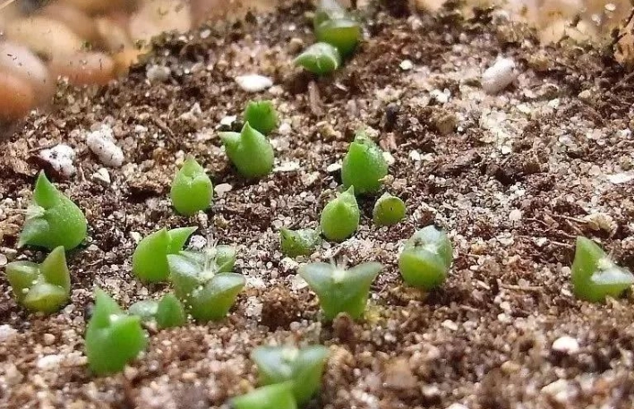 蘭花介質蛭石 蘭花介質蛭石