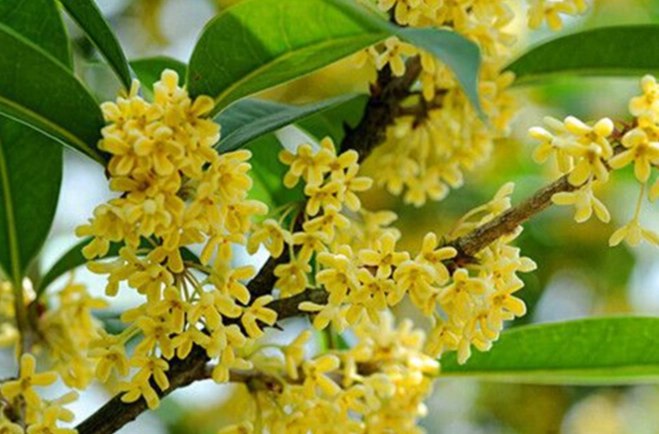桂花開花時間 桂花開花時間