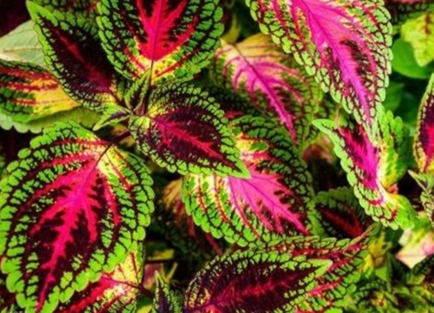 彩葉草顏色恢復 彩葉草顏色恢復