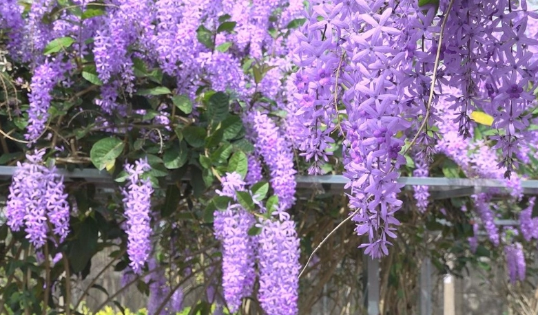許願藤种植