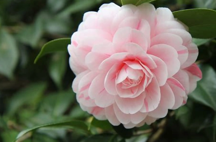 山茶花種子種植方法 山茶花種子種植方法
