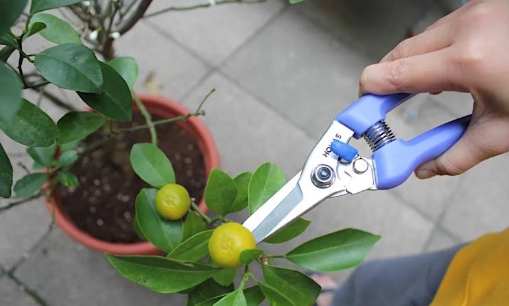 觀葉植物修剪時機 觀葉植物修剪時機