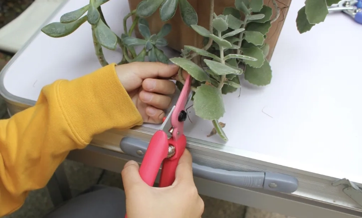 觀葉植物修剪時機 觀葉植物修剪時機