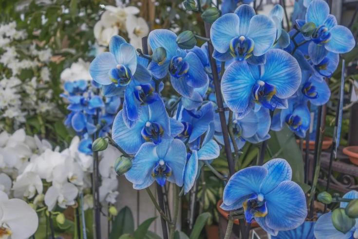 蘭花澆水方法 蘭花澆水方法