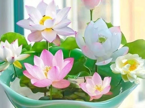碗蓮種子種植 碗蓮種子種植