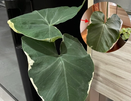 觀葉植物養護