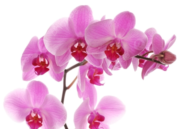 蘭花澆水技巧 蘭花澆水技巧