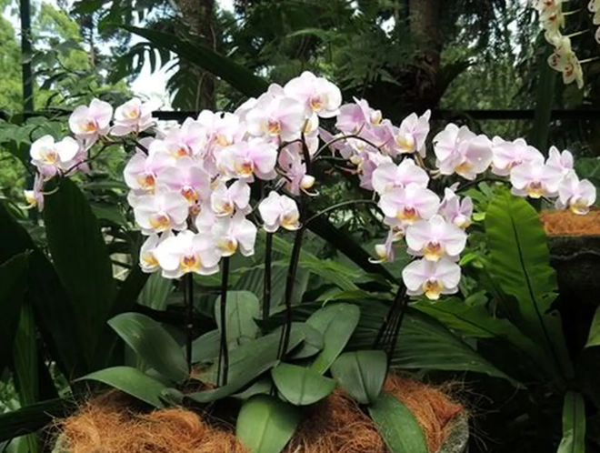 蘭花夏季養護