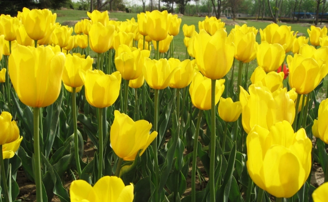 鬱金香開花時間 鬱金香開花時間