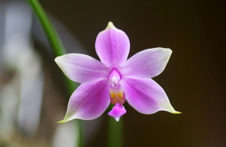 蘭花pH值 蘭花pH值