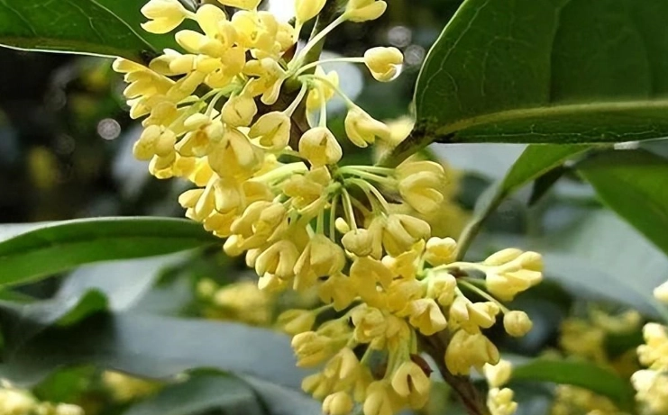 桂花開花時間