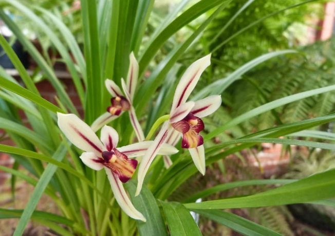 蘭花樹皮發霉處理