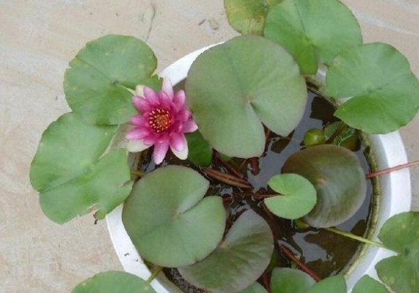 碗蓮 水耕 碗蓮 水耕