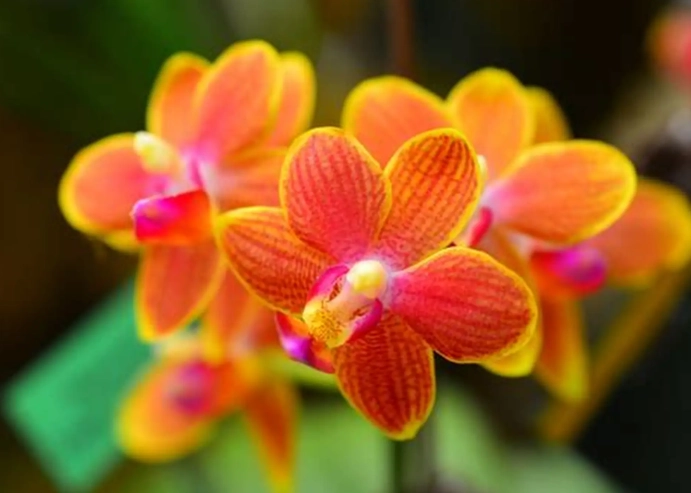 蘭花夏季養護