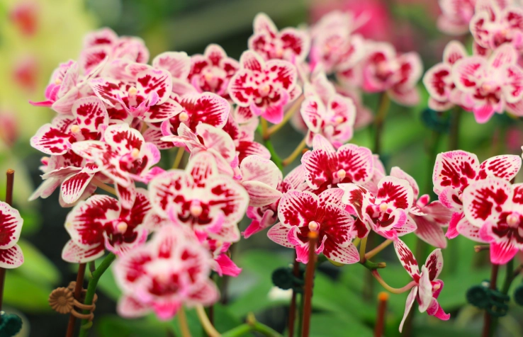 蘭花酸鹼平衡 蘭花酸鹼平衡