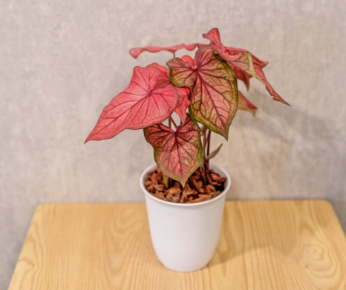 觀葉植物 室內 觀葉植物 室內