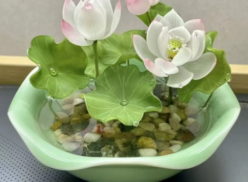 開口碗蓮栽培 開口碗蓮栽培