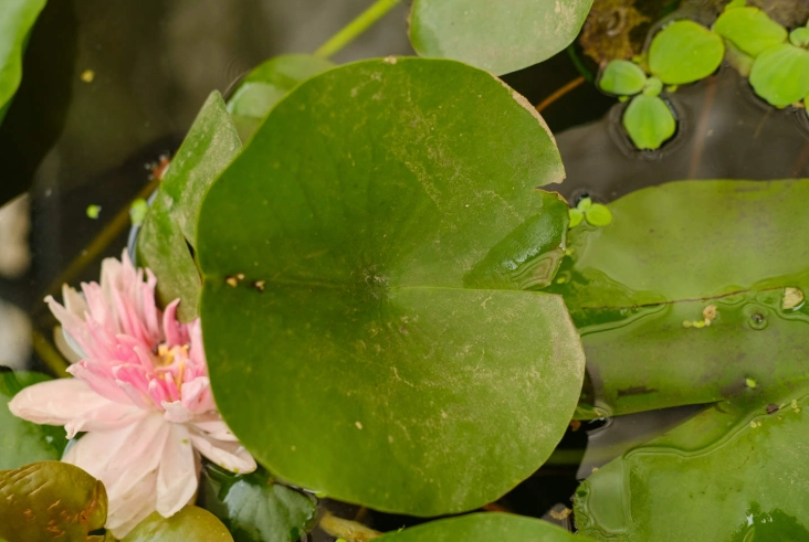 睡蓮種植技巧 睡蓮種植技巧
