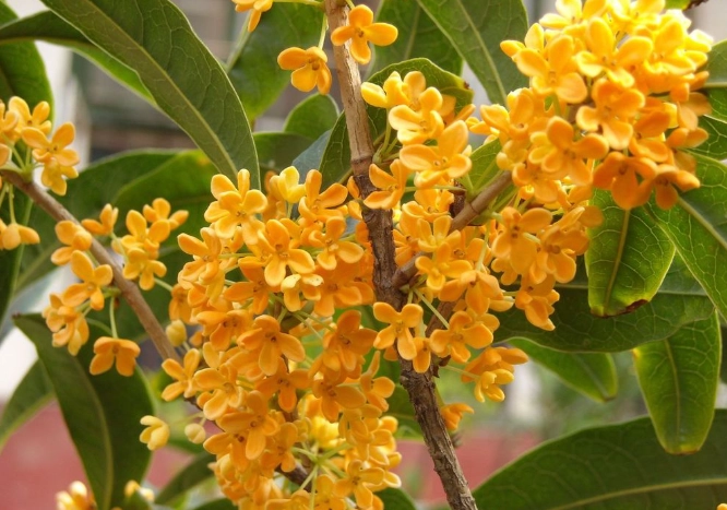 桂花開花時間 桂花開花時間