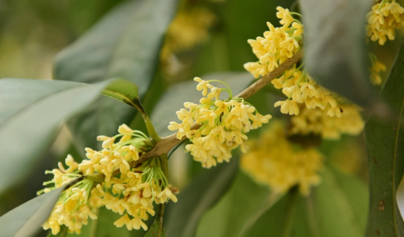桂花栽培方法