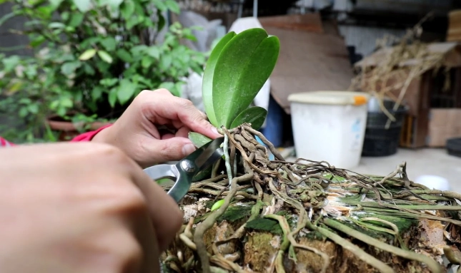 蝴蝶蘭側芽分株方法