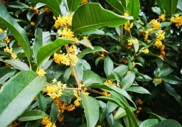 桂花栽培方法