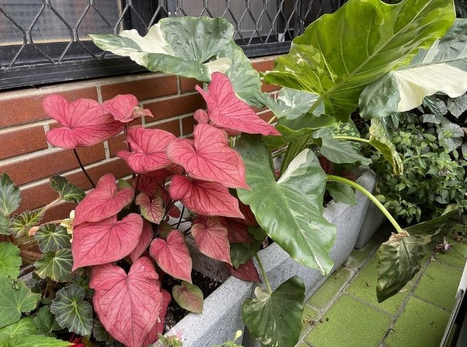 彩葉芋養護