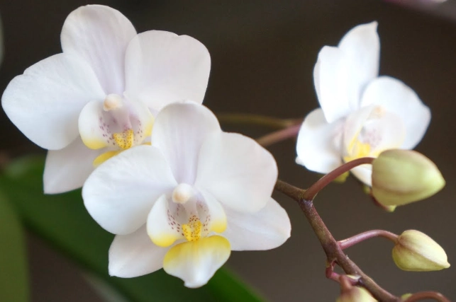 蘭花發霉原因